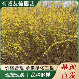 �B�N�����S�ϻ��������Ե��d����ľ�����B�N���ͺ��Gɫ����ֲ��