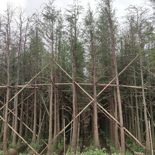 2411 Base Supply Metasequoia and Metasequoia 10-15cm Fake Seedlings Wetland River Park Greening Management