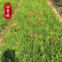 青州观赏小区大花萱草