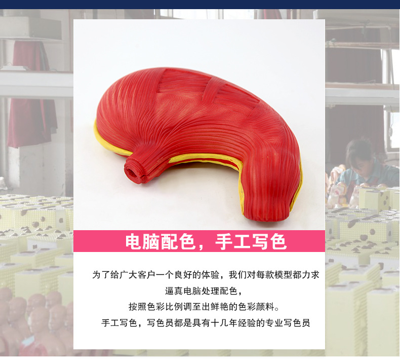 QH3329胃解剖模型_03.jpg