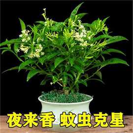 夜来香盆栽树苗室内阳台驱蚊四季浓香花卉好养绿植庭院防蚊虫植物