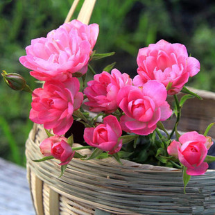 Tianhe Starry Rose Flower Seedlings Garden Balcony Beautification Rose Seedlings Double Pink Modern Rose Seedlings
