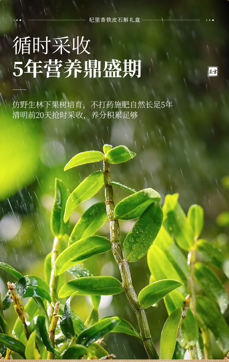 Dried Dendrobium Stem Shihu Fengdou Gift Box 160g Two Jars Five Year Yandang Mountain specifications