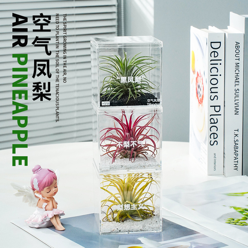 Air Plant Soilless Plant Fresh Desktop Indoor Succulent Qixi Gift Potted Black Green Plant Customization Air Plant Soilless Plant Fresh Desktop Indoor Succulent Qixi Gift Potted Black Green Plant Customization