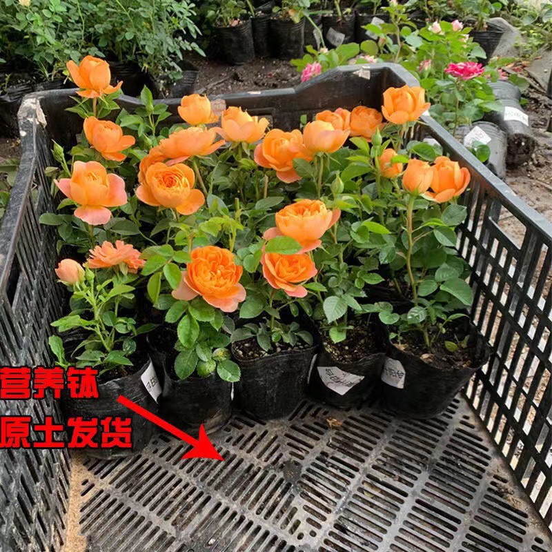 Rose Flower Seedlings, Florals and Green Plants, Indoor Potted Roses, Juice, Balcony, Blooming in All Seasons, Disease-Resistant, Easy to Grow for Novices