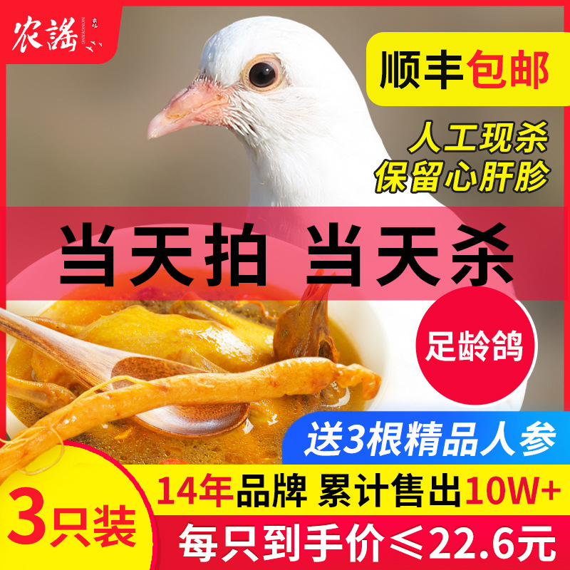 順豐發貨新鮮鴿子肉乳鴿生鮮農家散養土鴿子活體現殺煲湯肉鴿批發