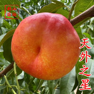 ������֮��������硿��Ʒ�N����֮��һ̖�S�ʺ�����Ҙ��������