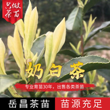 特早奶白茶苗 高产量奶白茶苗 芽头粗壮奶白茶叶苗浙江奶白茶