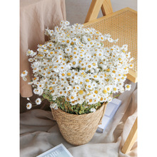 鲁丹鸟小雏菊干花花束洋甘菊小清新客厅装饰拍摄道具天然风干真花