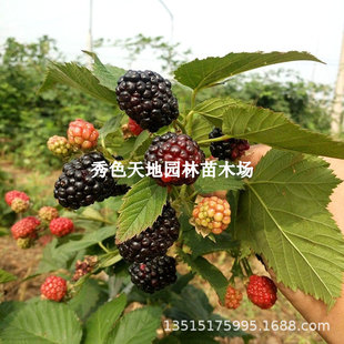 Blackberry Raspberry Black Raspberry Seedlings Three-Crown Potted Courtyard Garden Fruit Seedlings All Year Round Balcony Potted Ground Planting