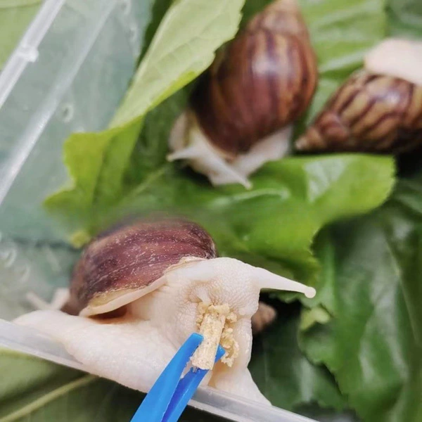 Snails, 100 gram