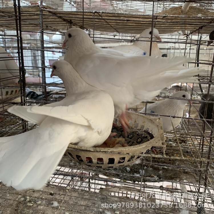 肉鸽种鸽白羽王和落地王13475764645