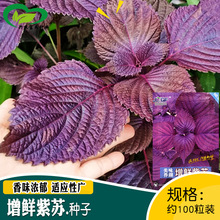 增鲜紫苏种子 农田菜园盆栽香味浓郁 适应性广紫苏籽易种植