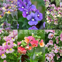 羳 滨N ɺ{/t ļ̨ͥԺԻ