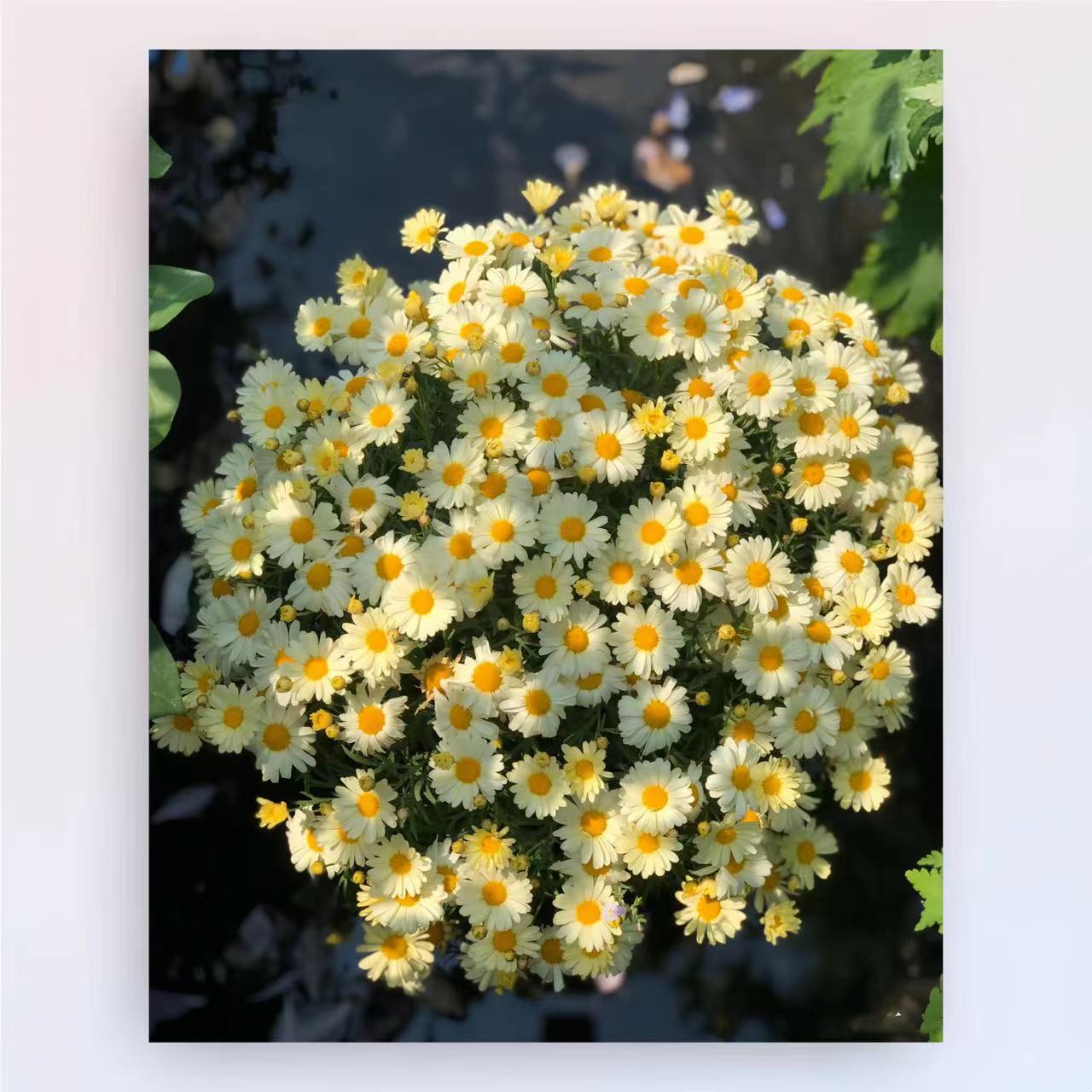 Manual DIY productos de pintura al óleo de estilo chino, plantas, flores, paisajes decorativos estéticos, pintura colgante, nicho fresco, pintura a mano