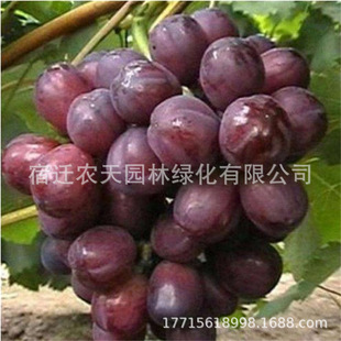 �ش�����t��������������������ј����Ϸ����������箔��Y����