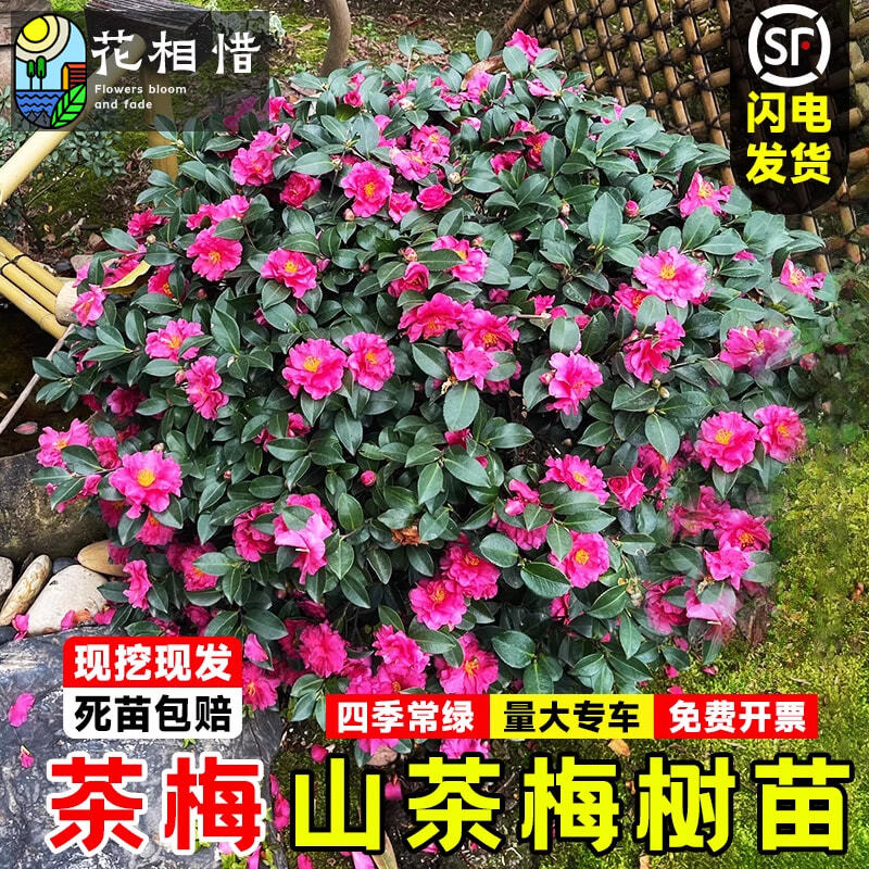 茶梅球庭院耐寒盆栽花卉茶梅花树苗四季常青绿化风景植物山茶花苗