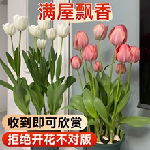 四季开花花卉郁金香种球盆栽带花苞室内阳台水培植物郁净香成品苗