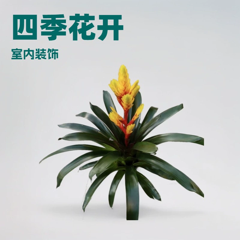 Базовая партия поставки комнатных цветов Ананас желтый край Yingge 5 горшков от цветочных растений маленькие горшки оптом