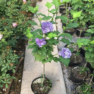 ͥԺ�����ذ�ľ�����Է�ѩ���{ѩ���t���^�����{ݮ��ɳľ��������