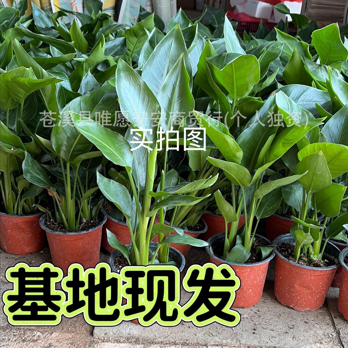 基地水培金钻盆栽 绿萝吸甲醛净化空气 花卉四季常青客厅卧室绿植