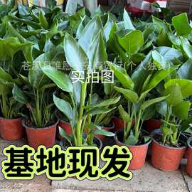 基地水培金钻盆栽 绿萝吸甲醛净化空气 花卉四季常青客厅卧室绿植