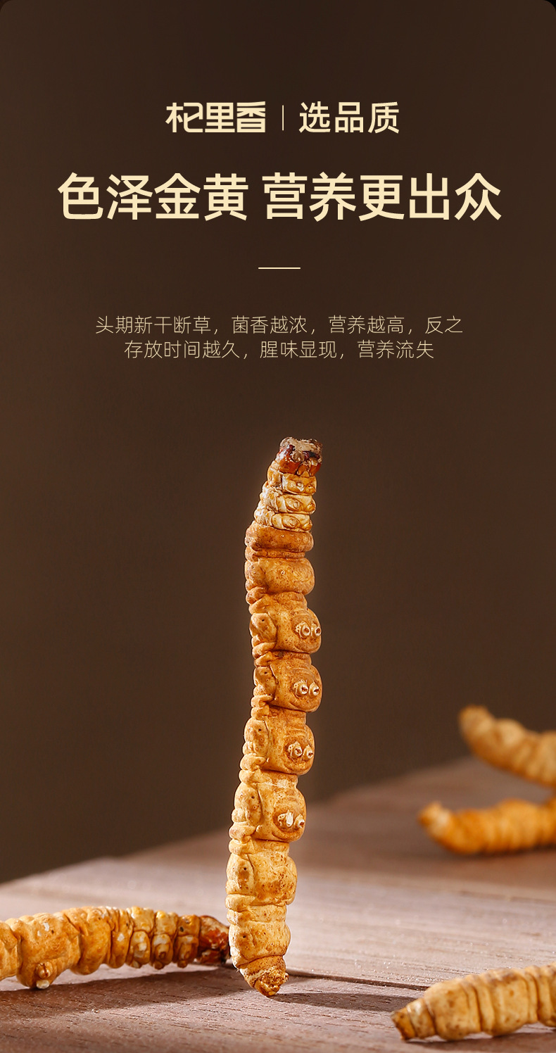 Dried Cordyceps Broken Stems 20g Jar Chinese Herbal Cordyceps sinensis for Cooking quality and texture