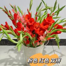 剑兰水养鲜花姜花切花睡莲广州基地批发步步高唐菖蒲室内懒人水培