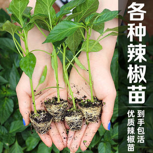 �m���ļ����������t���緬��������ʽ����콷��С�������Ծ���