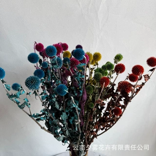 蓝星球蓝刺头刺芹永生花真花干花花束DIY材料家居装饰拍摄道具