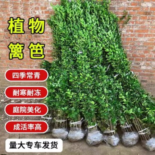 Hokkaido Holly Fence Plant Fence Large Leaf Sapling Boxwood Sapling All Year Round Evergreen Cold-Resistant Courtyard Green Plant