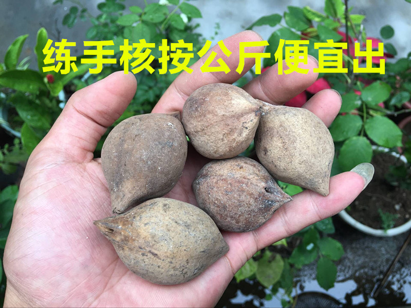练手核橄榄核原料圆核单籽手串巴西核雕红油核料核尖料