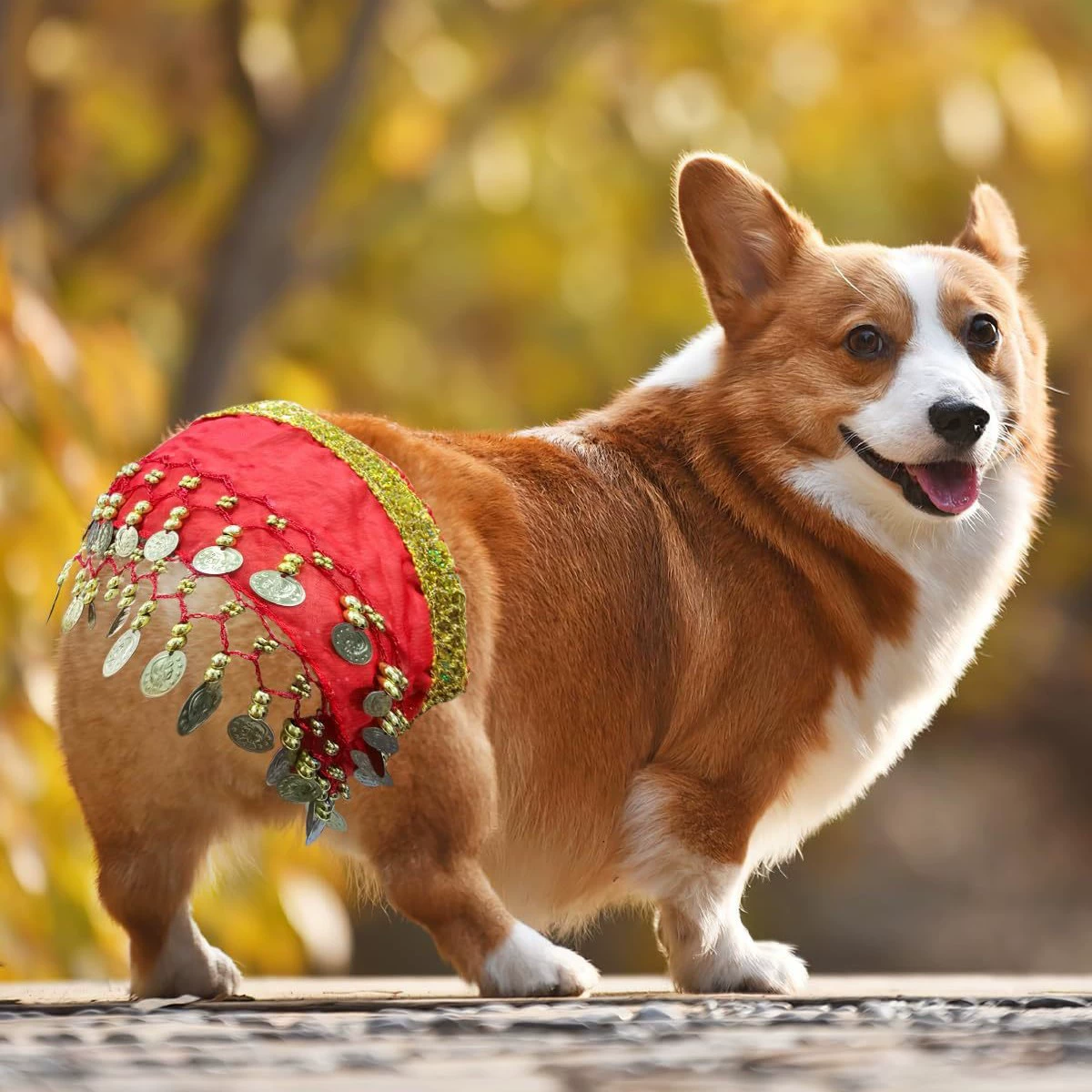 Интернет-знаменитость Корги, цепочка для танца живота, цепочка на талию с блестками, страстная собака, сексуальная танцевальная цепочка для талии, украшение для танцевального шарфа