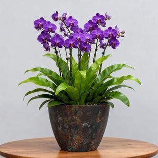 ���S���l�������糨�ڻ����֬�������Ի�����⻨��羳���Q