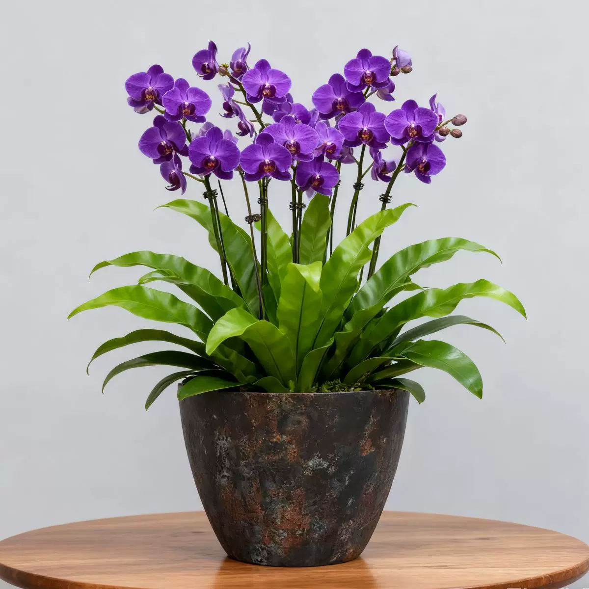 工厂批发花盆育苗敞口花盆树脂塑料盆栽花盆多肉花盆跨境外贸