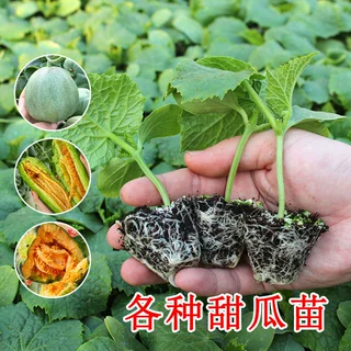 羊角蜜甜瓜苗盆栽秧苗绿宝石冰糖子哈密瓜香瓜菜苗蔬菜大全春季种