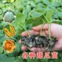 大全春季盆栽冰糖香瓜