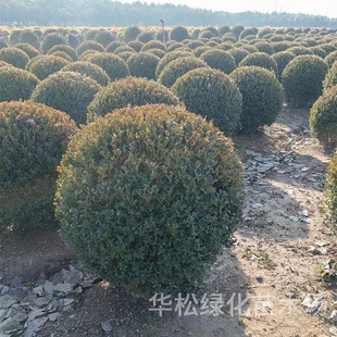 Small-Leaf Boxwood Ball House Courtyard Potted Green Plant Flower Bed Cold-Resistant Fence Wall Plant Melon Seed Boxwood Ball Column
