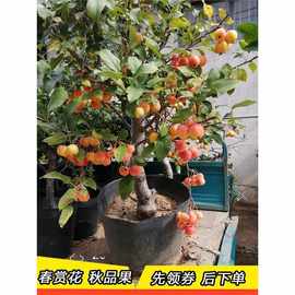 冬红果 海棠果苗树 北方耐寒南方种植办公室阳台观赏盆栽庭院果树