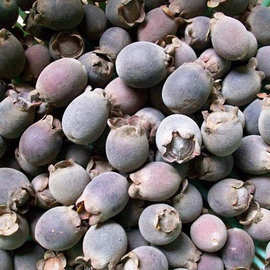 野山山稔子干果山捻子干乌山念子干山棯子新鲜多尼桃金娘果真货好