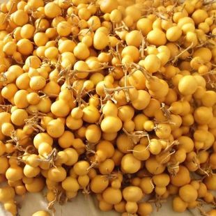 Clearance Sale of Small Gourds for Crafts, Wholesale Small Gourds, Hand-Twisted Small Gourds, Grass Gold Dragon Head Handle Pieces, Self-Sale Batch, Pure Natural