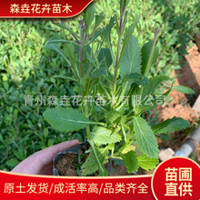 柳叶马鞭草 花海园林绿化工程苗庭院小区绿化 宿根草木马鞭草盆栽