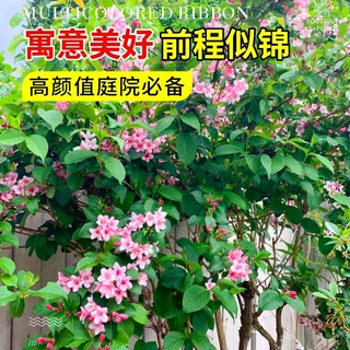 五彩锦带花树苗盆栽花卉庭院大型耐寒风景树高杆丛生五彩锦带树苗