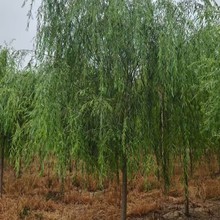 ����������ľ �����������ֱ�N ������������