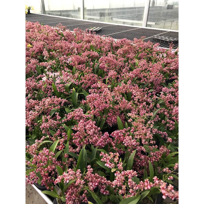 带花苞文心兰花梦香盆栽洋兰浓烈奶油香味泰国香水石斛苗花卉绿植