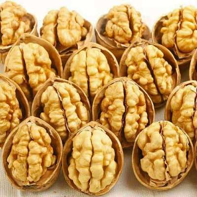 2022 Special Offer Xinjiang Walnut wholesale nut Pellicle Walnut Original flavor Dry walnuts Clamp
