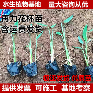 �������籭����纬����ˮ��ֲ��ͦˮֲ�����ˮ�|���u����