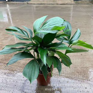 �ބ��{����β������������ꎺ��B�҃��̨���ٴ���ֲ��ins���W�L