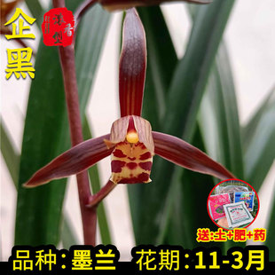 Orchid Seedlings Qihei Molan New Year's Orchid Winter with Buds Except Methanol Office Balcony Living Room Green Plant Potted Plants
