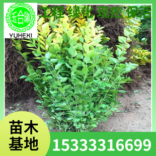 Wholesale Base of Golden Leaf Ligustrum and Small Leaf Ligustrum Saplings for Courtyard Villa Greening Projects, Large Quantity Discounts Available